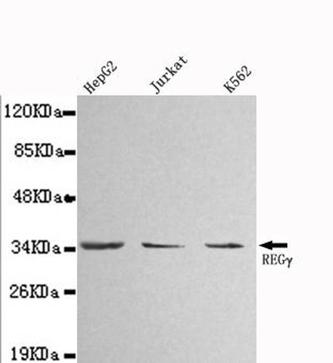 PSME3 Antibody in Western Blot (WB)