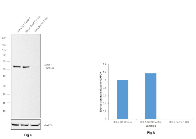 Beclin 1 Antibody in Western Blot (WB)