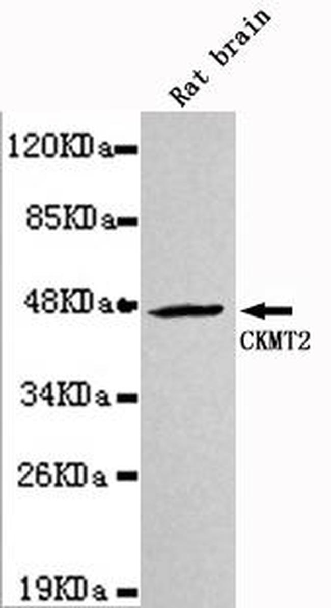 CKMT2 Antibody in Western Blot (WB)