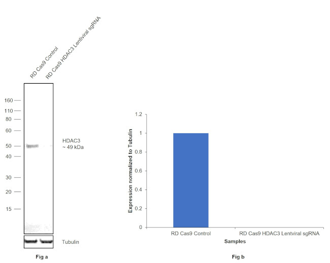 HDAC3 Antibody