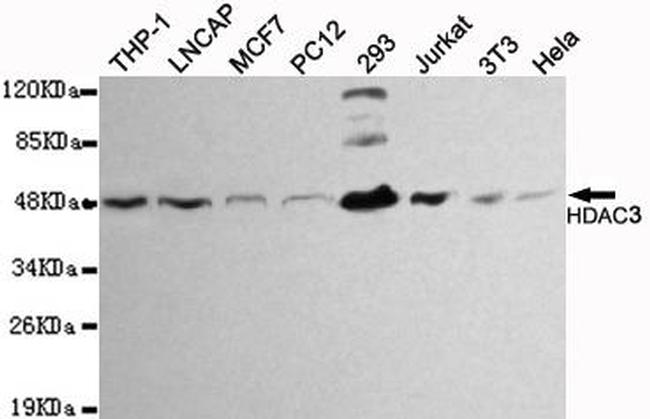 HDAC3 Antibody in Western Blot (WB)