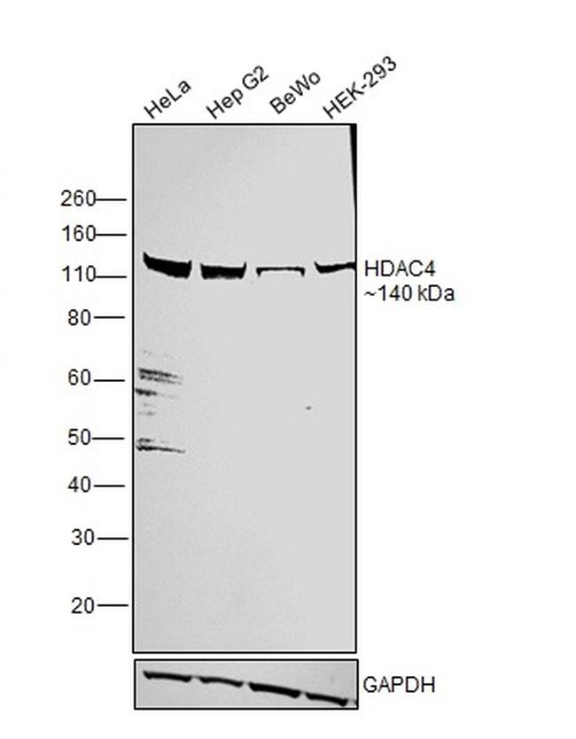 HDAC4 Antibody in Western Blot (WB)