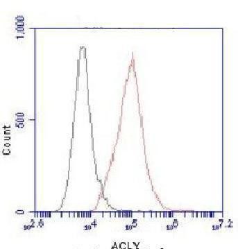 ATP Citrate Lyase Antibody in Flow Cytometry (Flow)