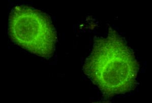 USP7 Antibody in Immunocytochemistry (ICC/IF)