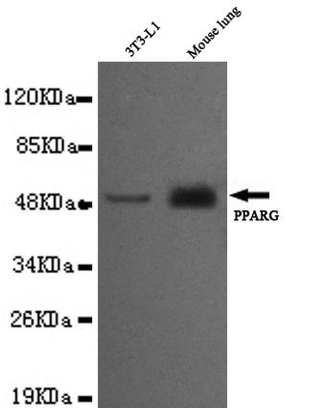 PPAR gamma Antibody in Western Blot (WB)