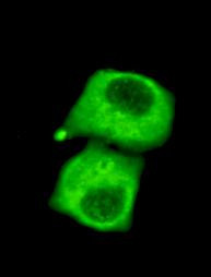 PDHA1 Antibody in Immunocytochemistry (ICC/IF)