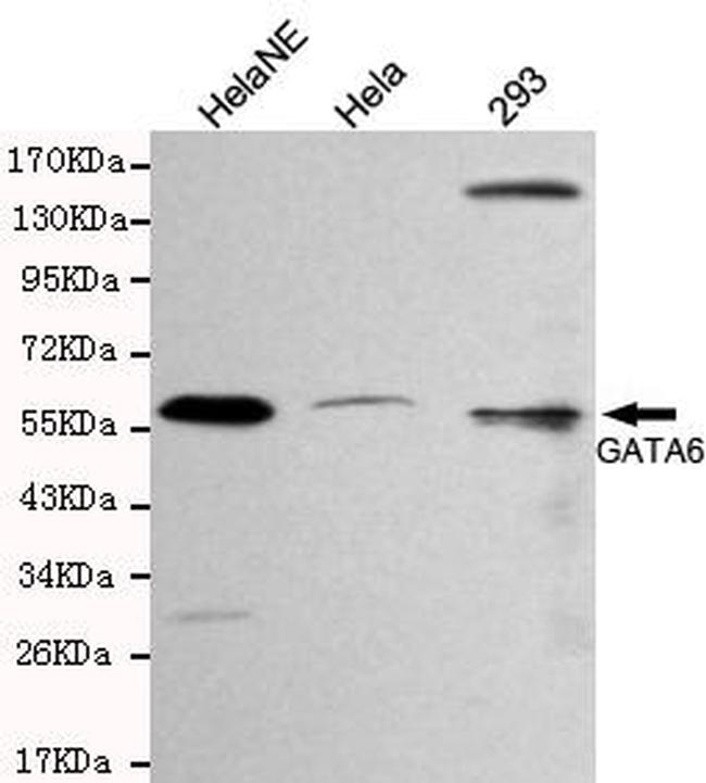 GATA6 Antibody in Western Blot (WB)