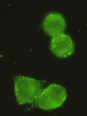 HK1 Antibody in Immunocytochemistry (ICC/IF)