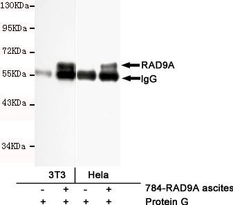 RAD9 Antibody in Immunoprecipitation (IP)