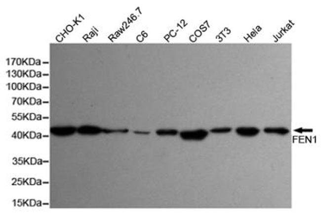 FEN1 Antibody in Western Blot (WB)