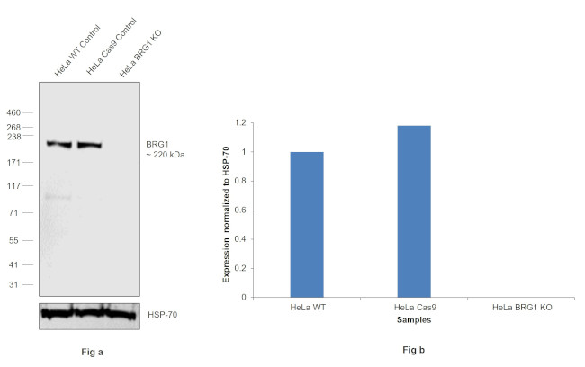 BRG1 Antibody in Western Blot (WB)