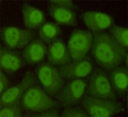 RAD23B Antibody in Immunocytochemistry (ICC/IF)