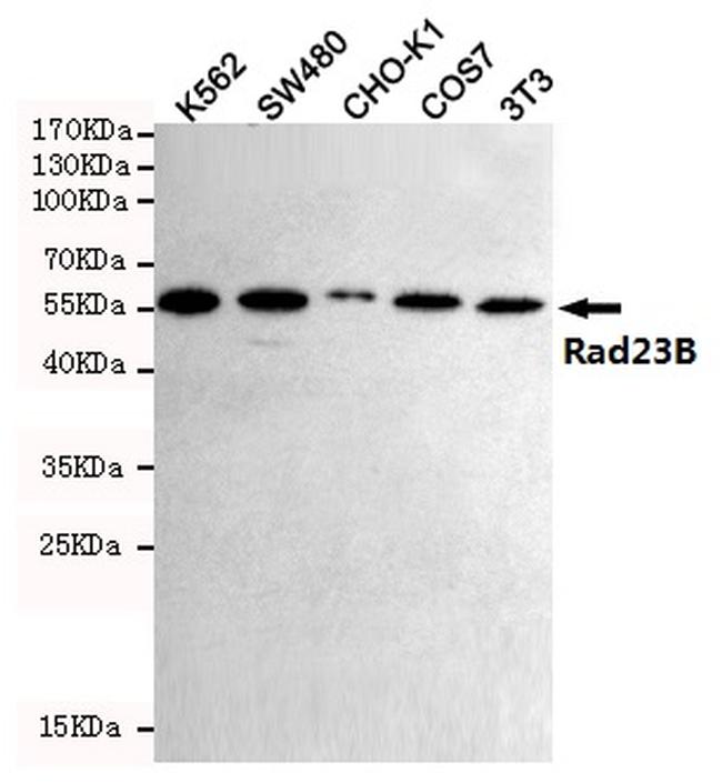 RAD23B Antibody in Western Blot (WB)