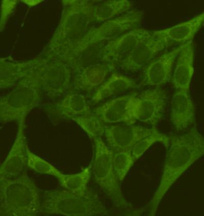 PKM2 Antibody in Immunocytochemistry (ICC/IF)