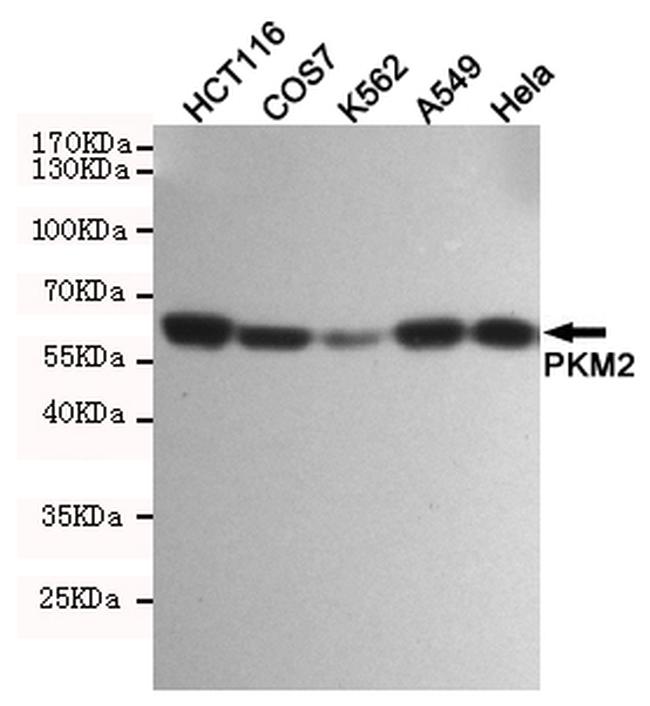 PKM2 Antibody in Western Blot (WB)