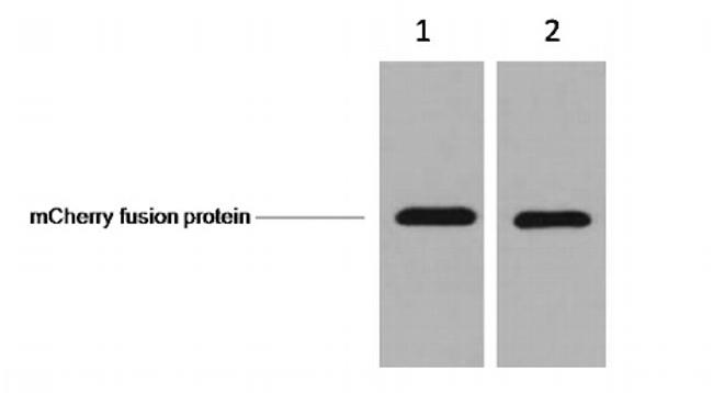 mCherry Antibody in Western Blot (WB)