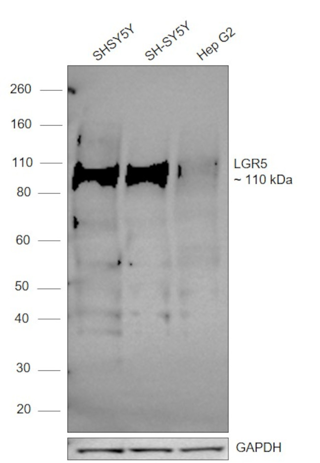 LGR5 Antibody