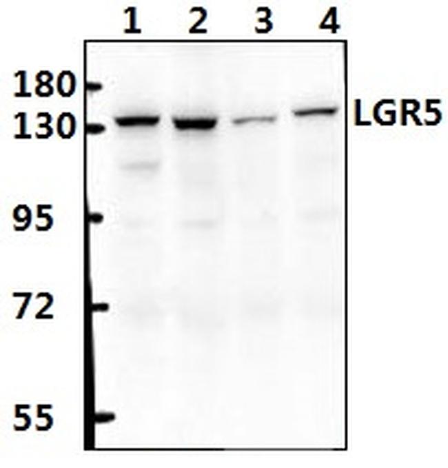 LGR5 Antibody in Western Blot (WB)