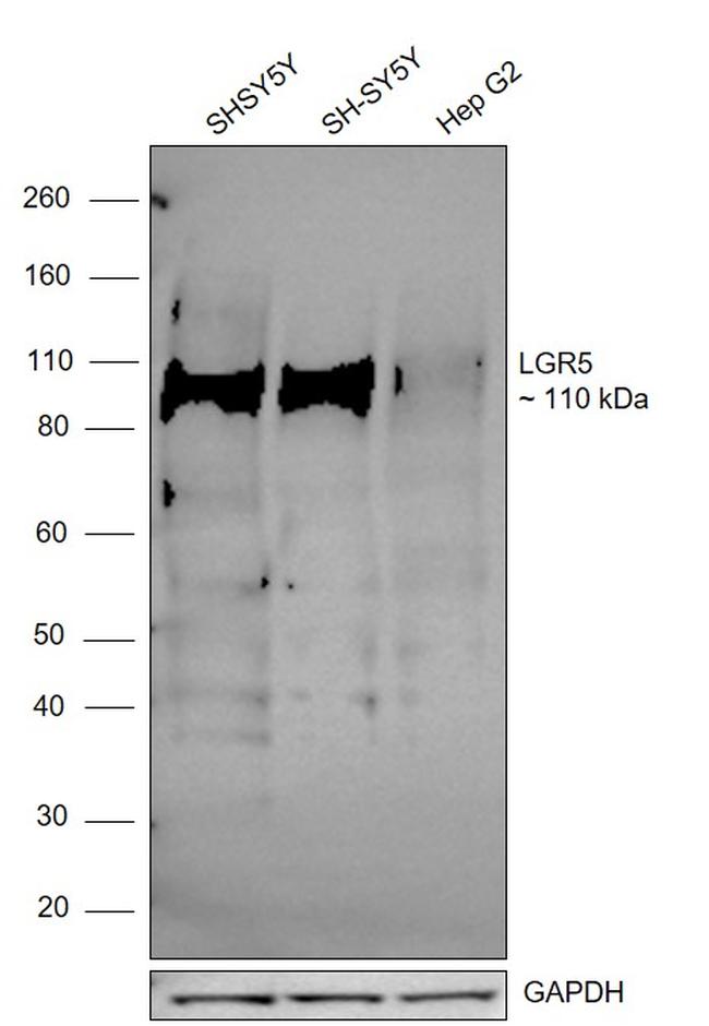 LGR5 Antibody in Western Blot (WB)