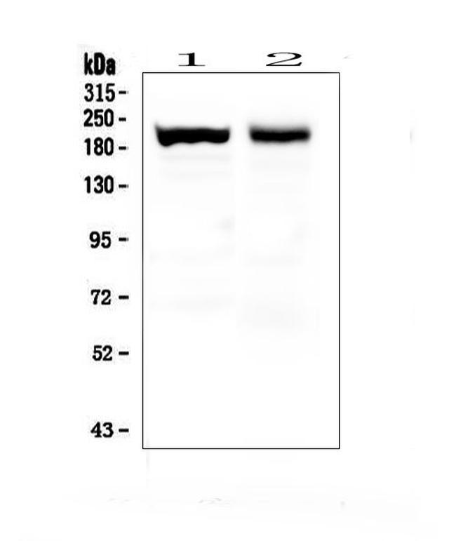 MYH7 Antibody in Western Blot (WB)