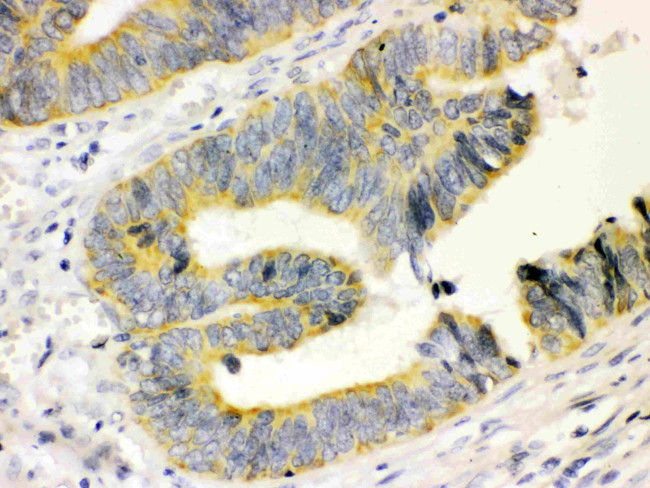 Calbindin D28K Antibody in Immunohistochemistry (Paraffin) (IHC (P))