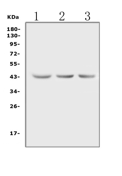 Actin Antibody in Western Blot (WB)