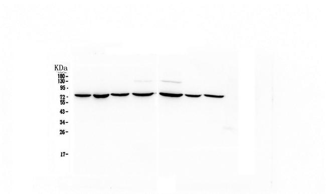 HSPA2 Antibody in Western Blot (WB)