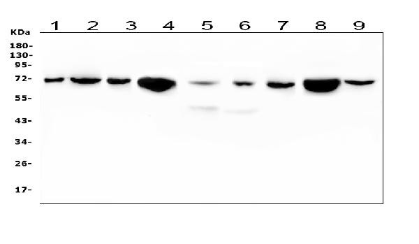 HSPA2 Antibody in Western Blot (WB)