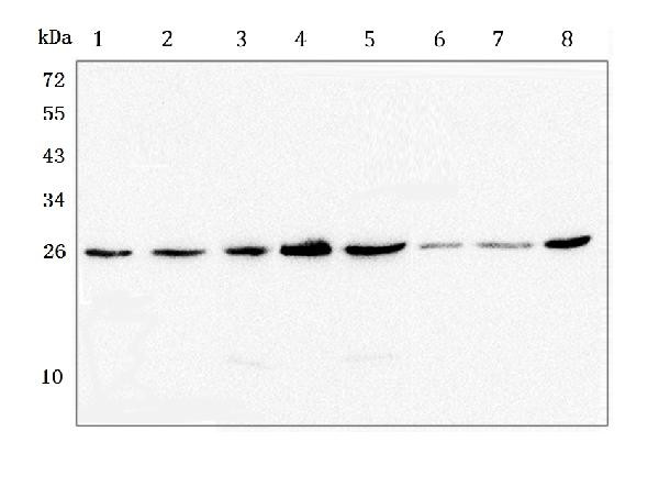 GSTM1 Antibody in Western Blot (WB)