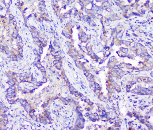 Arylsulfatase A Antibody in Immunohistochemistry (Paraffin) (IHC (P))