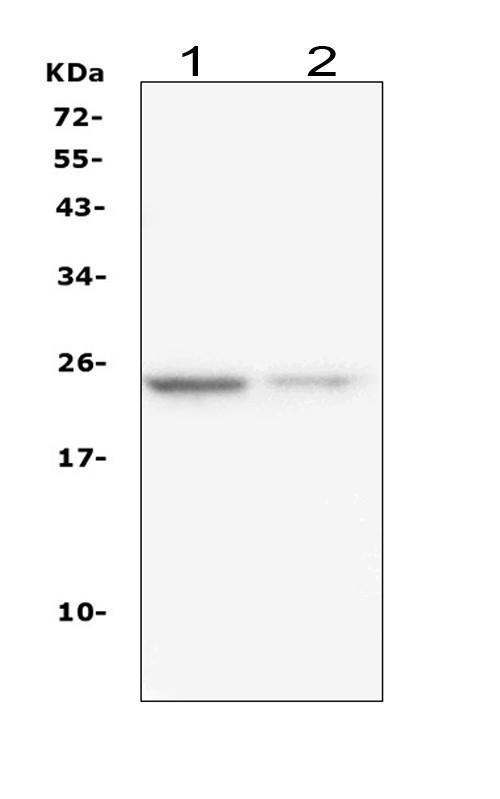 IL-22 Antibody in Western Blot (WB)