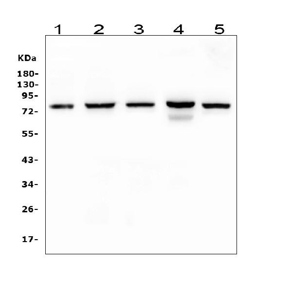 CD2AP Antibody in Western Blot (WB)