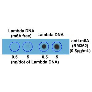 N6-Methyladenosine (m6A) Antibody in Dot Blot (DB)