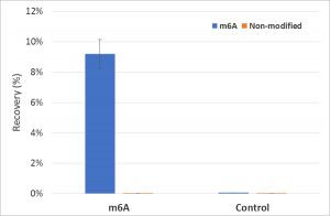 N6-Methyladenosine (m6A) Antibody in RNA Immunoprecipitation (RIP)