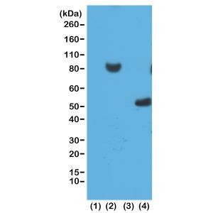 6x-His Tag Antibody in Western Blot (WB)