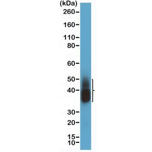 NAPSA Antibody in Western Blot (WB)