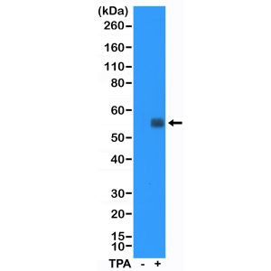 c-Fos Antibody in Western Blot (WB)