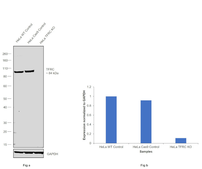 CD71 (Transferrin Receptor) Antibody in Western Blot (WB)