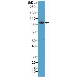 CD71 (Transferrin Receptor) Antibody in Western Blot (WB)