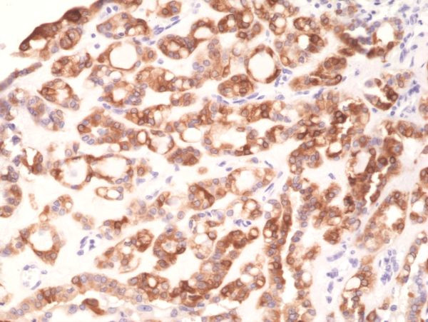 Thyroid Peroxidase Antibody in Immunohistochemistry (Paraffin) (IHC (P))