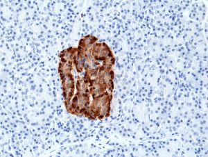 Chromogranin A Antibody in Immunohistochemistry (Paraffin) (IHC (P))