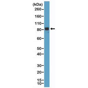 Chromogranin A Antibody in Western Blot (WB)