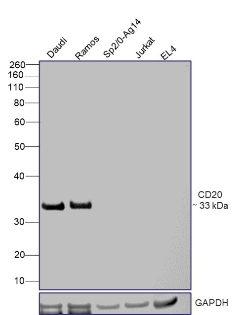 CD20 Antibody in Western Blot (WB)