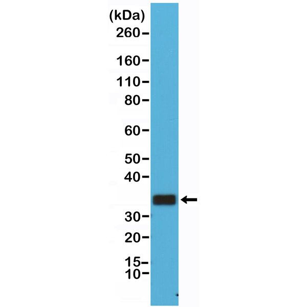 CD20 Antibody in Western Blot (WB)