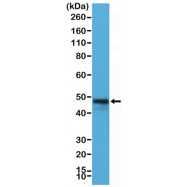 CD79a Antibody in Western Blot (WB)