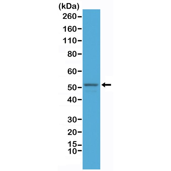 GFAP Antibody in Western Blot (WB)