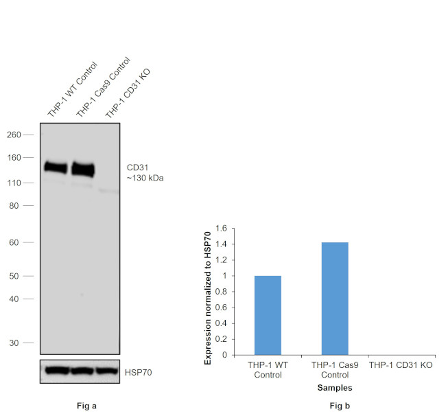 CD31 Antibody