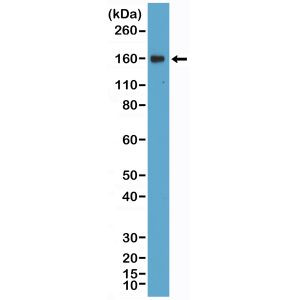 CD21 Antibody in Western Blot (WB)