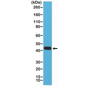 MMP12 Antibody in Western Blot (WB)