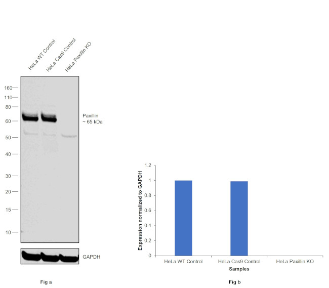 Paxillin Antibody